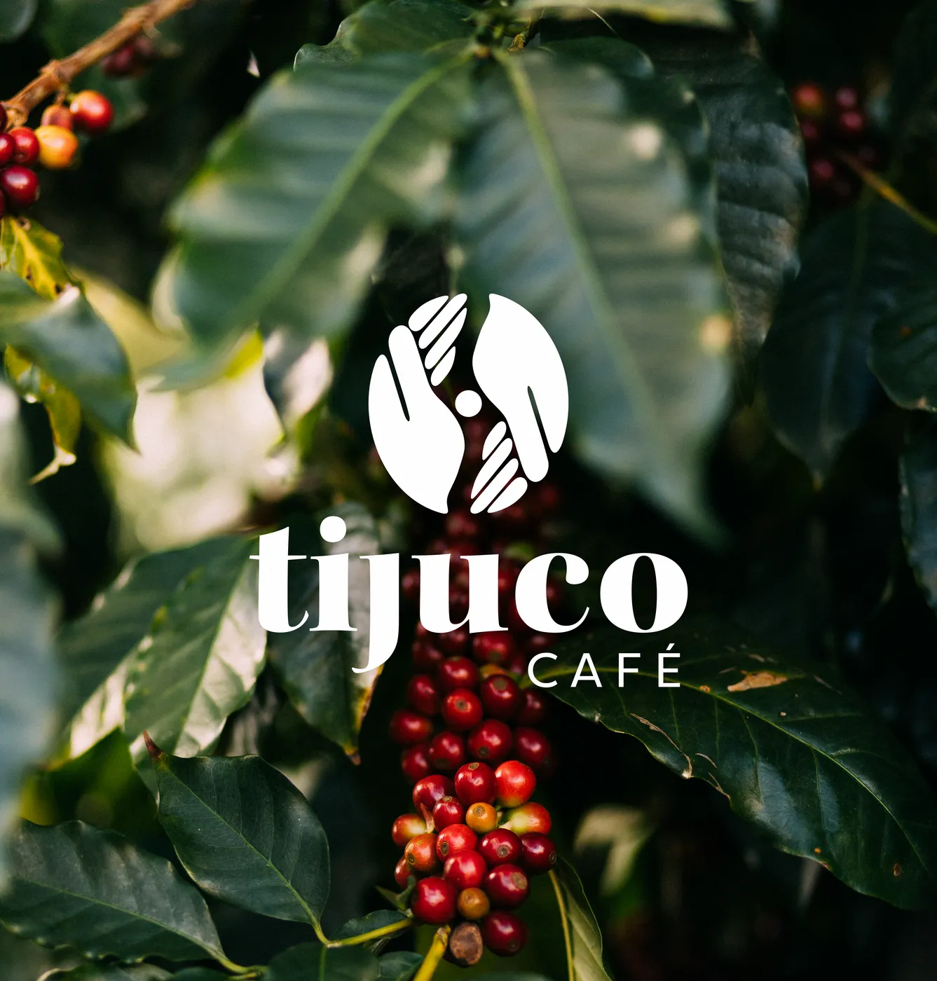 TIJUCO CAFÉ, 2025